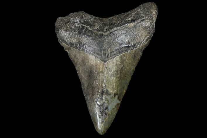 Juvenile Megalodon Tooth - Georgia #99114